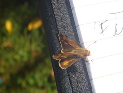 Skipper butterfly Skipper
