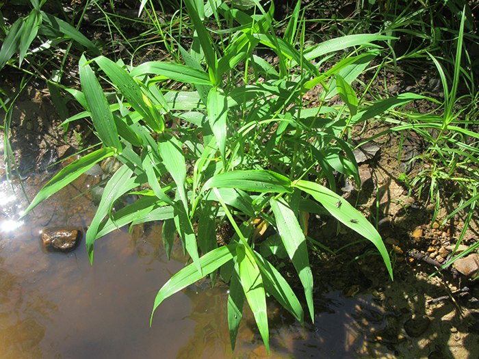 Skunk_cabbage_Symplocarpus_foetidus_and_deer_tongue_Dichanthelium_clandestinum_were_thriving_along_the_stream_bank-2-700.jpg