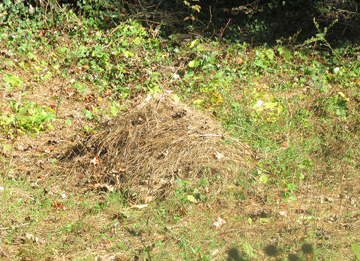 The_group_applauded_piles_of_dead_invasive_stiltgrass_Microstegium_vimineum_that_FODM_volunteers_have_removed_this_year-gb-700.jpg