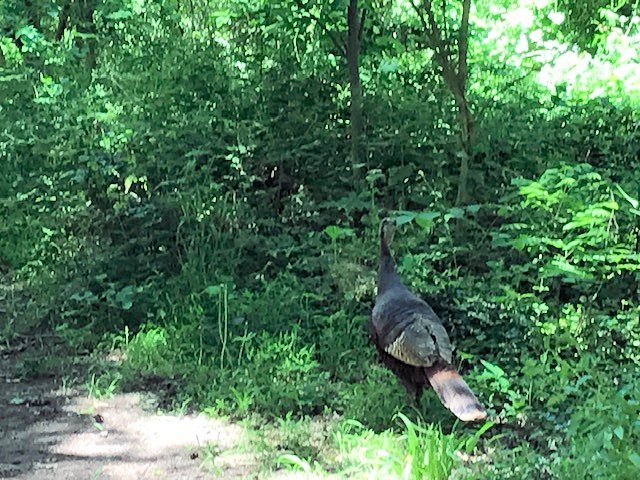 Wild turkey Wild turkey