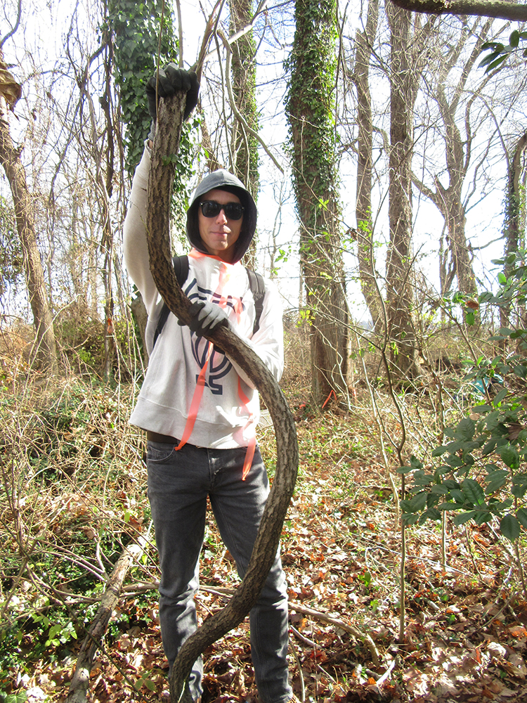 Austen Ballard slayed a giant bittersweet vine