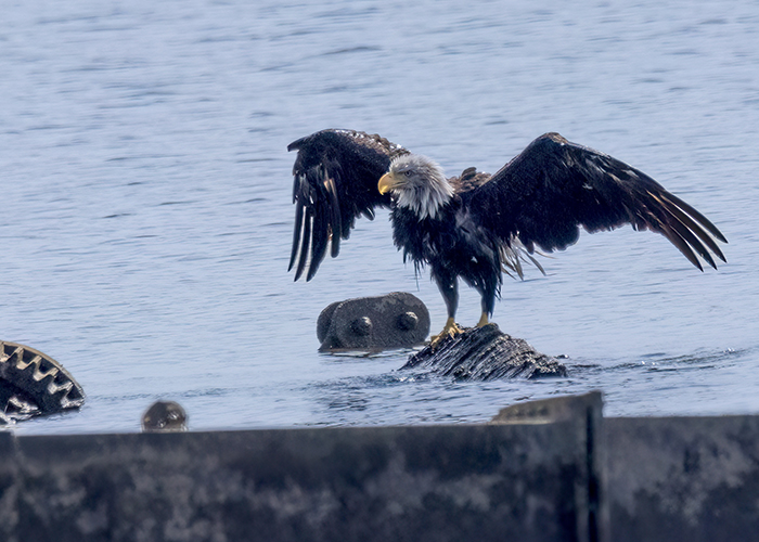 &nbsp;[Photo] Attacked bald eagle dries off. 1 of 2