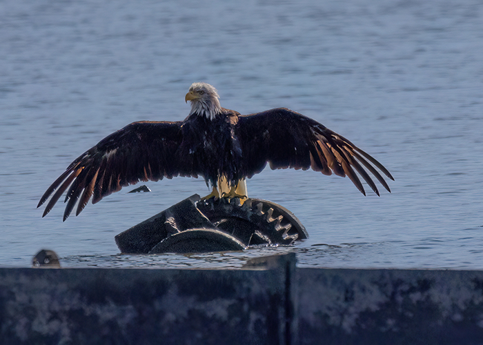 &nbsp;[Photo] Attacked bald eagle dries off. 2 of 2
