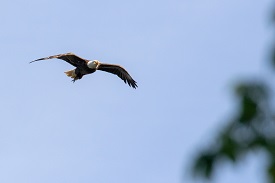 Bald eagle Bald eEagle