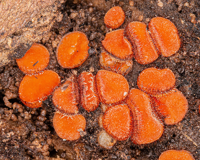 lichens photo by barbara saffir