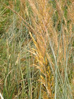 Indian switchgrass switchgr